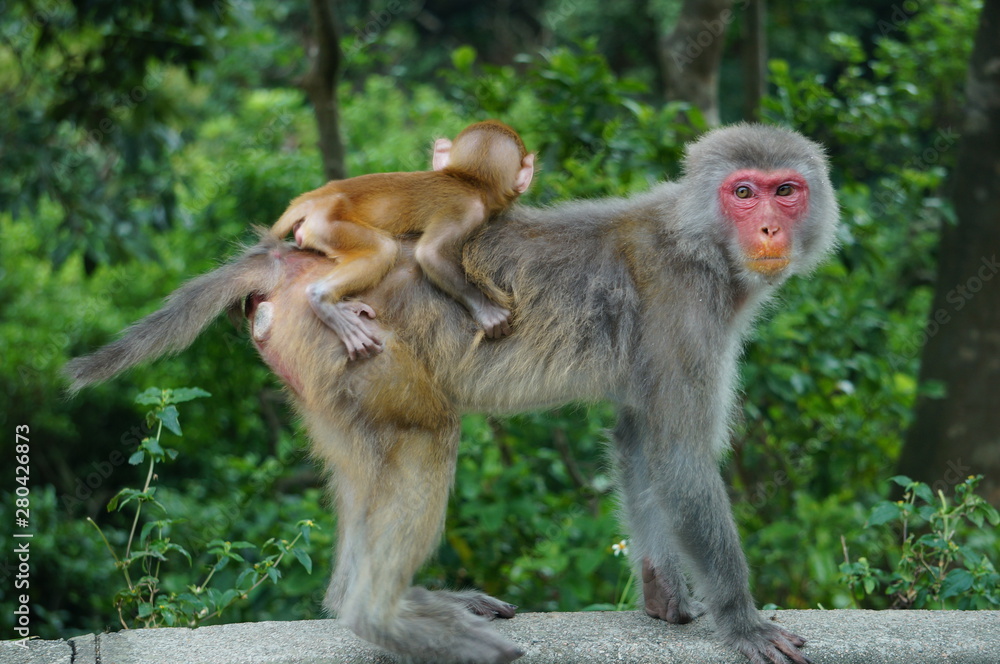 Tibetan macaque Tibetan macaque