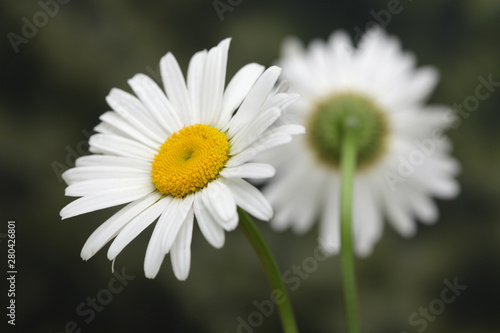 White chamomile  camomile  bouquet on nature background.