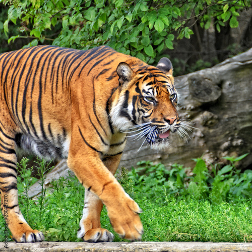 Sumatran tiger. Nice photo of a walking tiger. Sumatran tiger is the smallest of all living tigers. Wildlife.