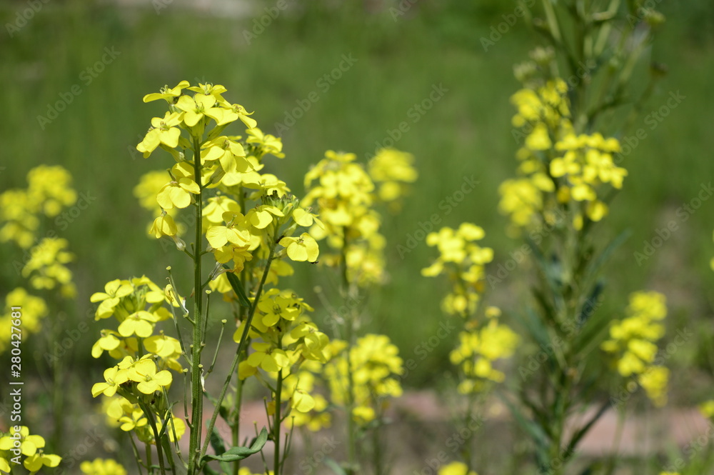 Closeup erysimum odoratum with blurred background in garden Closeup erysimum odoratum with blurred background in garden