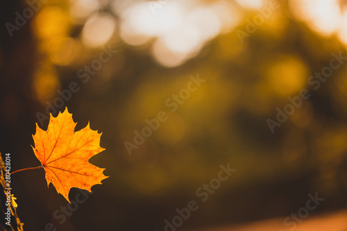 Maple leaves on a blurred natural background in spring And free space for writing messages Abstract style  golden yellow tones of light in the morning