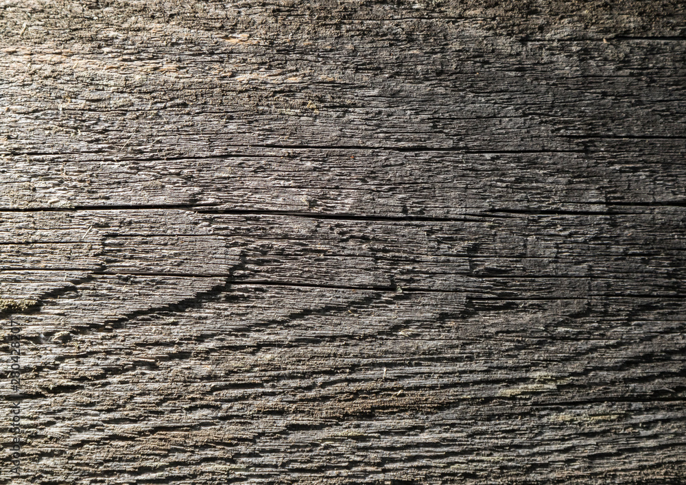 Old dry tree, wood texture background Old dry tree, wood texture background
