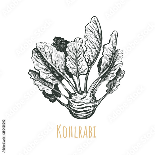 Kohlrabi hand drawing. Kohlrabi vector illustration. 