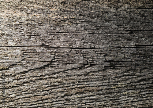 Old dry tree, wood texture background