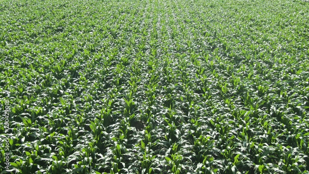 Flying down backwards over moving green corn field. Flying down backwards over moving green corn field.