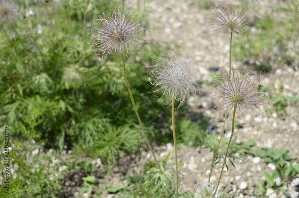 Closeup pulsatilla pratensis called also small pasque flower with blurred background in garden Closeup pulsatilla pratensis called also small pasque flower with blurred background in garden