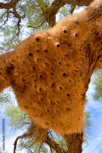 Huge nest of the The sociable weaver, also commonly known as the common social weaver, common social-weaver, and social weaver is a species of bird in the Weaver family endemic to Southern Africa. photo