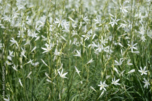 Closeup anthericum liliago commonly known as St Bernard s lily with blurred background in summer garden