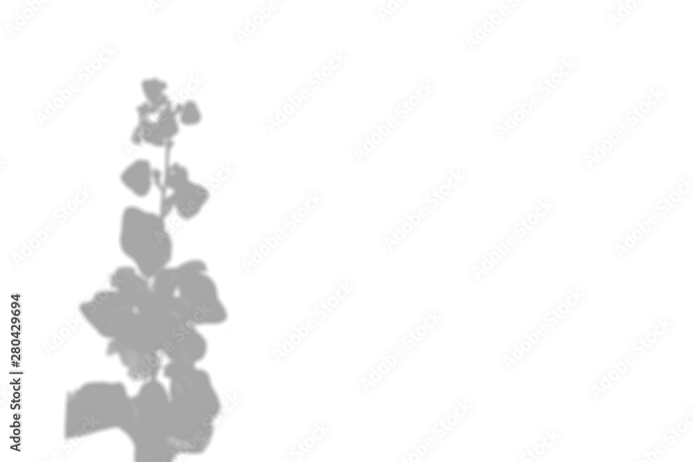 The shadow of the plant on the white wall. Flowers mallow. Black and white summer background for photo overlay or mockup. The shadow of the plant on the white wall. Flowers mallow. Black and white summer background for photo overlay or mockup.