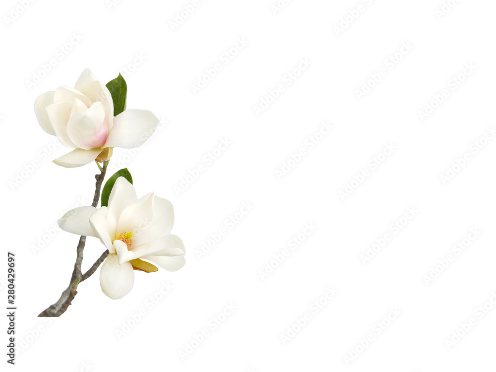 Fototapeta premium Bloomimg white magnolia flower isolated on white background