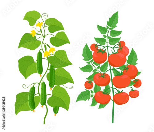 Tomato and cucumber plant. Vegetable harvest. Vector illustration. Ripe red tomatoes on a bush and green cucumbers.
