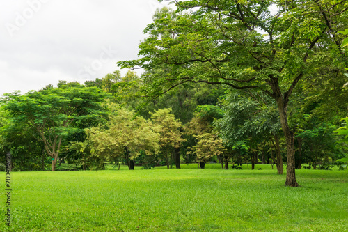 Green lawn surrounded by trees with blue sky.Beautiful landscaping in area Green field grass and forest. © Thapanon Phoonchai