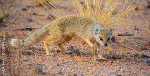 African ground squirrels (genus Xerus) form a taxon of squirrels under the subfamily Xerinae. They are only found in Africa.  photo