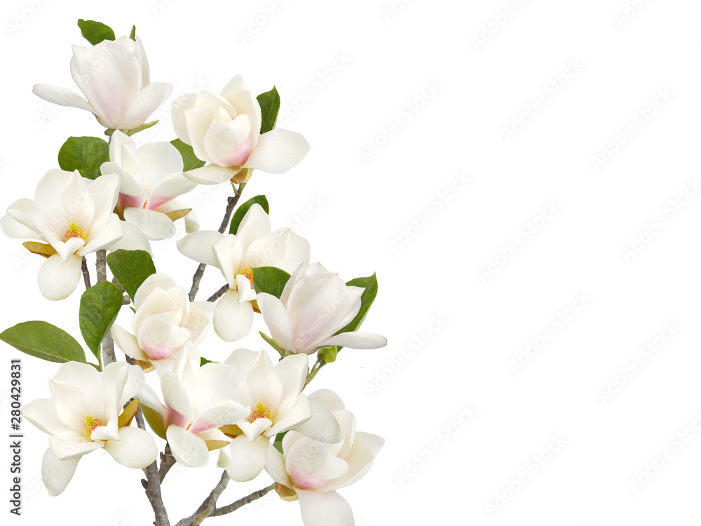 Fototapeta premium Bloomimg white magnolia flower isolated on white background