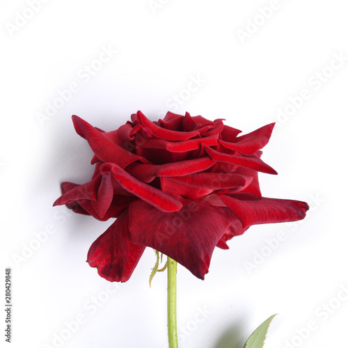  Red rose with ribbon isolated on white background. Top view