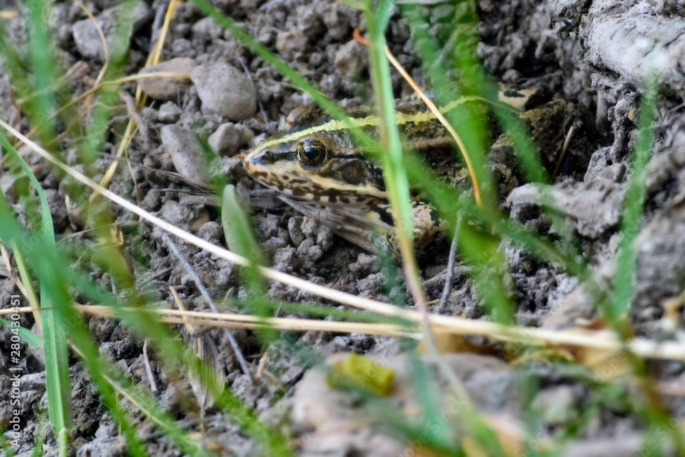 Common frog of Sardinia, present in the ponds in the summer. Common frog of Sardinia, present in the ponds in the summer.