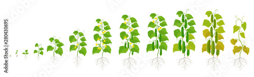 Cucumber plant. Growth stages. Vector illustration. Ripening period. The life cycle of the vegetable.