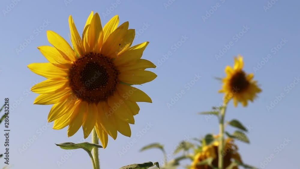 Sunflower swinging in the wind. Yellow sunflowers. Flowers with seeds. Field of flowers. Field of yellow sunflowers Sunflower swinging in the wind. Yellow sunflowers. Flowers with seeds. Field of flowers. Field of yellow sunflowers