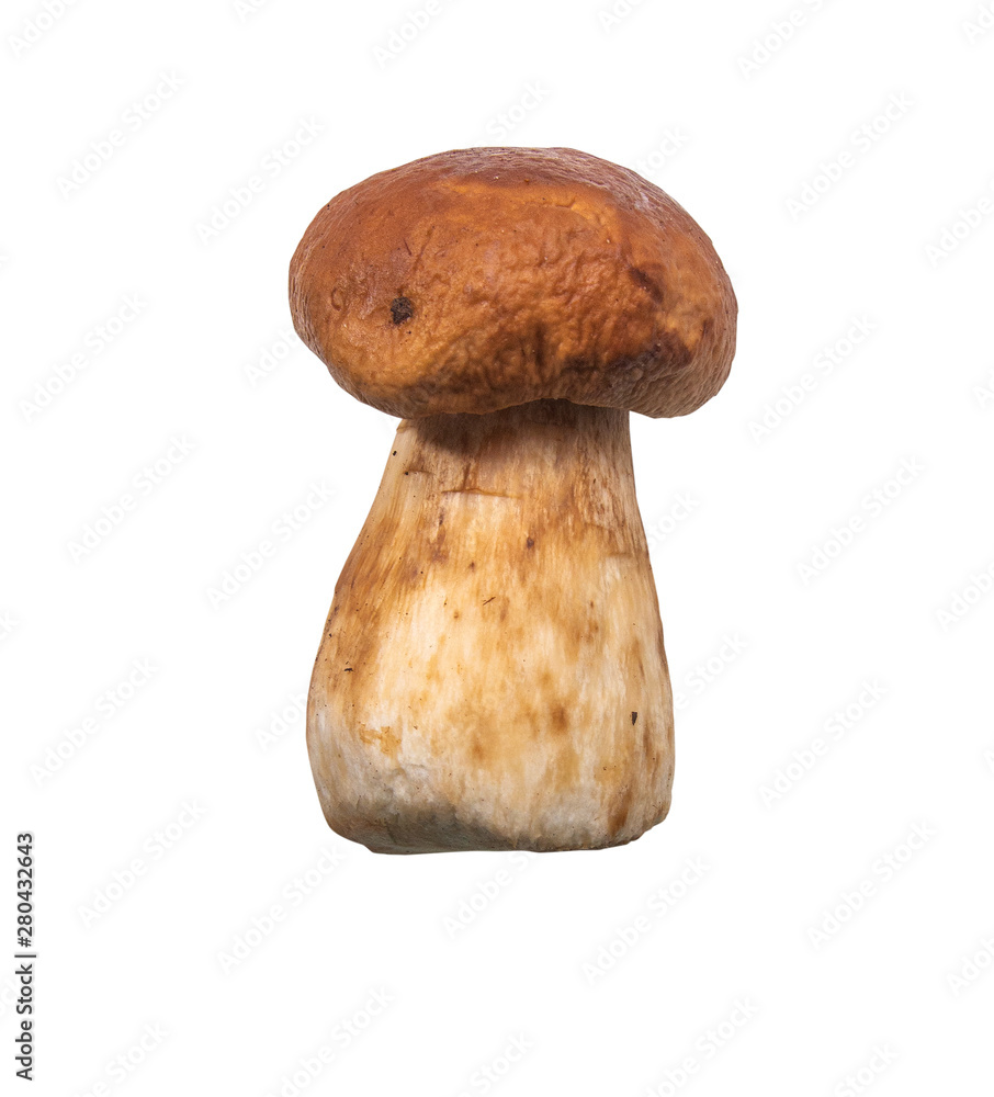 White mushroom, edible mushroom on a white background. White mushroom, edible mushroom on a white background.