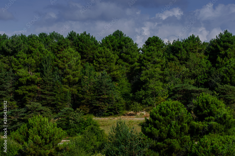 Istanbul, Turkey. View of the forest at sunrise Istanbul, Turkey. View of the forest at sunrise