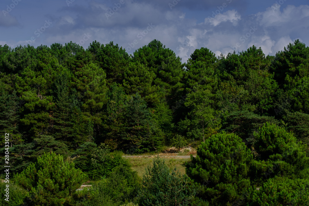 Istanbul, Turkey. View of the forest at sunrise