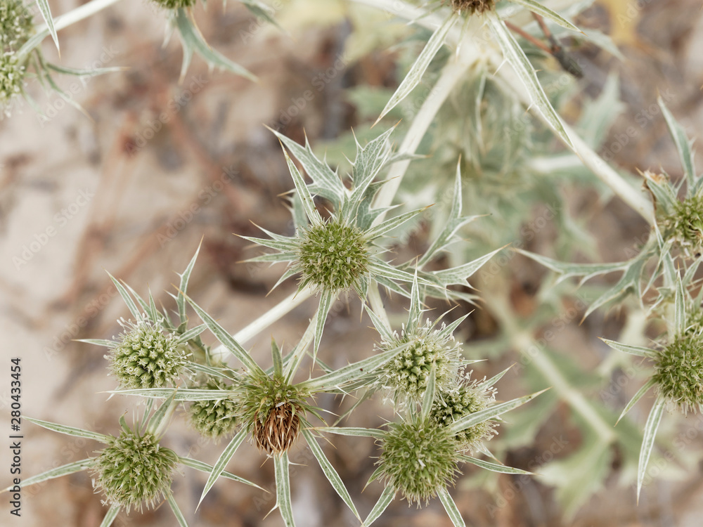 Panicaut Maritime Ou Chardon Des Dunes Eryngium Maritimum Stock Photo