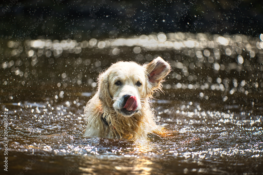 custom made wallpaper toronto digitalThe Golden Retriever