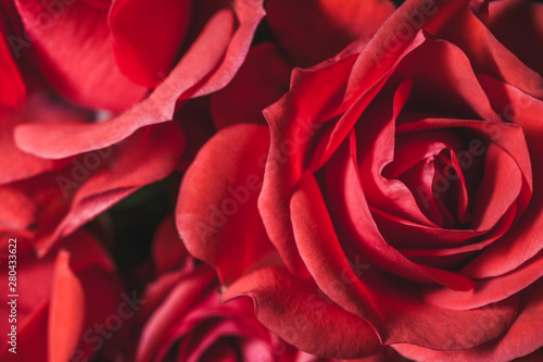 Passionate romantic red rose petals macro shot