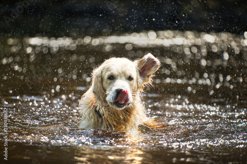 Wallpaper Mural The Golden Retriever Torontodigital.ca