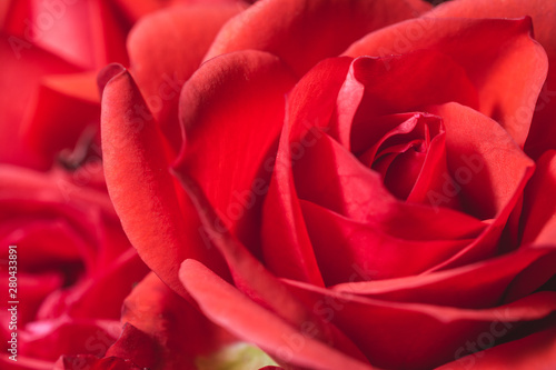 Passionate romantic red rose petals macro shot