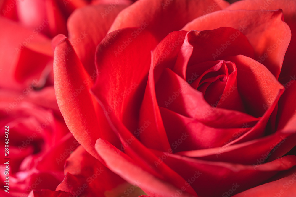 Passionate romantic red rose petals macro shot Passionate romantic red rose petals macro shot