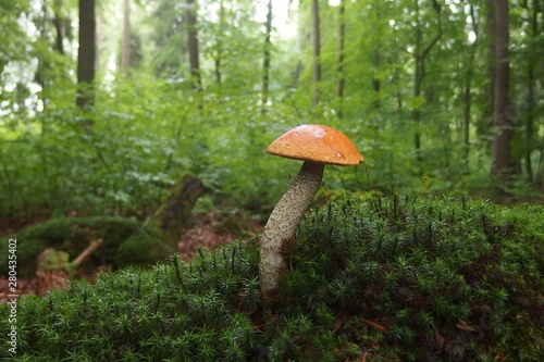 A mushroom Leccinum versipelle, also known as Boletus testaceoscaber or the orange birch bolete - edible and very tasty.