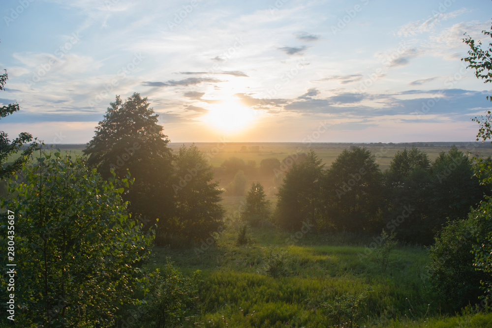 Obraz premium Trees on a light sunset background