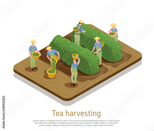 Tea Production Isometric Composition 