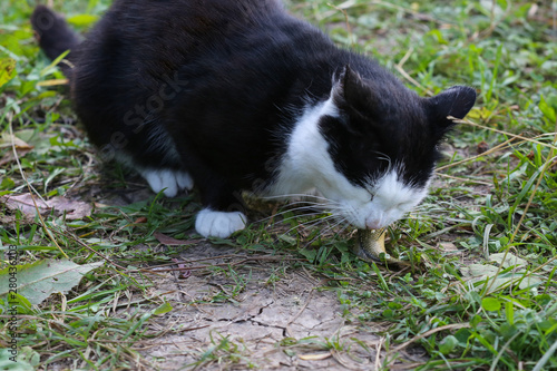 The cat eats fresh fish outdoors