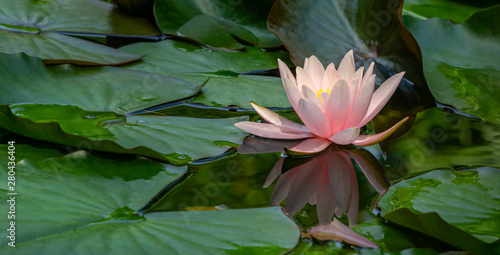 Fotografie Soft close-up pink water lily, lotus flower Marliacea Rosea reflected in pond