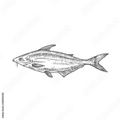 Pangasius or Basa Hand Drawn Vector Illustration. Abstract Fish Sketch. Engraving Style Drawing.