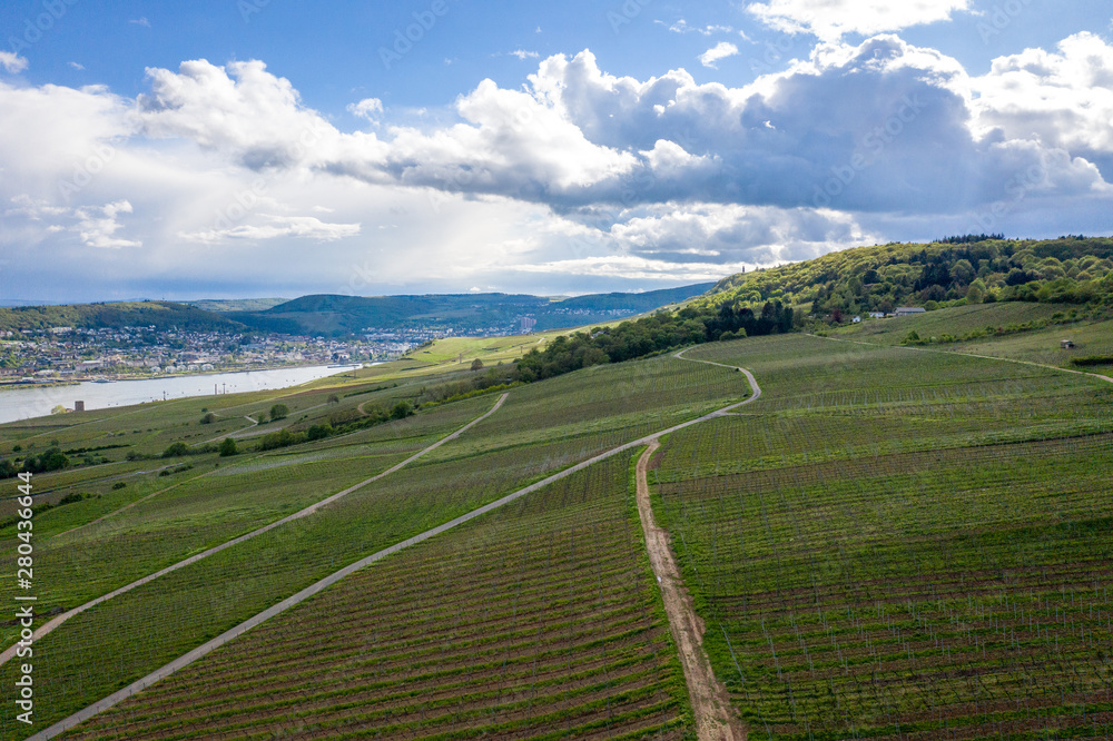 German vineyards in Rudesheim am Rhein German vineyards in Rudesheim am Rhein