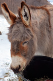 Poitou donkey (Equus asinus asinus), also known as the Poitevin donkey.