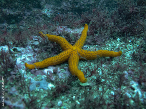 A starfish (Asteroidea) perched on the seabed on the shores of Gijón, Asturias (Spain) © Gustavo Muñoz