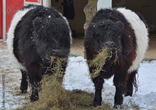 The Belted Galloway is a heritage beef breed of cattle originating from Galloway in South West Scotland, adapted to living on the poor upland pastures and windswept moorlands of the region. photo