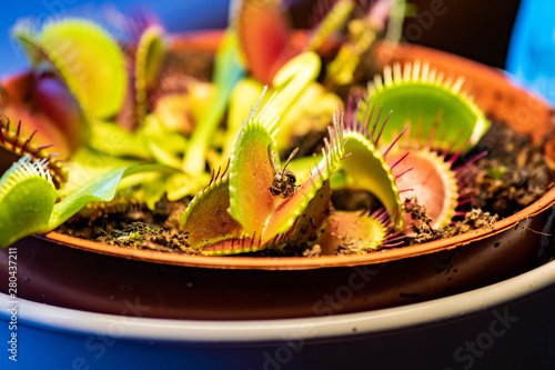venus flytrap with a fly