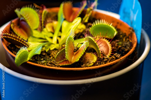 venus flytrap with a fly
