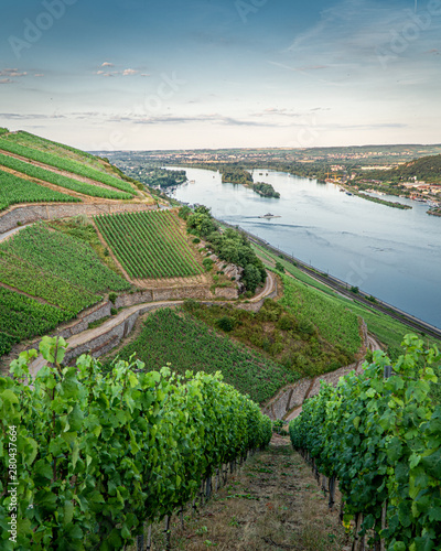 German vineyards in Rudesheim am Rhein