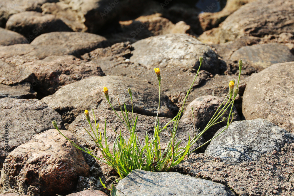 young dandelions grow among the stones on the pavement. development concept young dandelions grow among the stones on the pavement. development concept