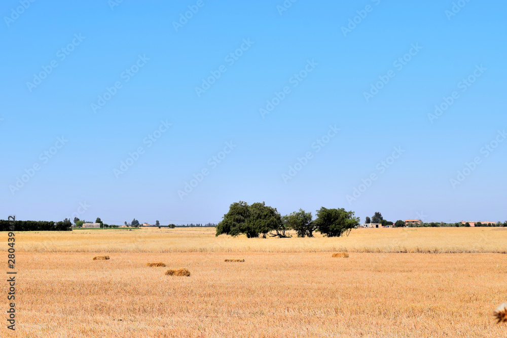 Harvest time of wheat with one tree scenic landscape, golden rye field with haystack, season of crop, farm , cultivated organic seeds of bread, beauty of nature in autumn Harvest time of wheat with one tree scenic landscape, golden rye field with haystack, season of crop, farm , cultivated organic seeds of bread, beauty of nature in autumn