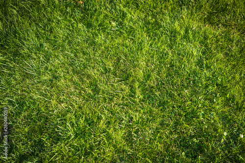 Green grass background, natural lawn