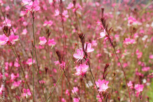 Pink flowers Gaura on a field close up. photo
