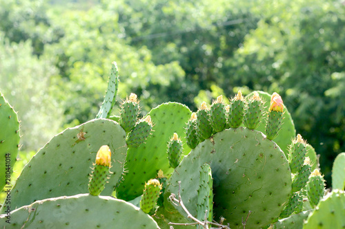 Flowering cactus Opuntia with edible fruits.