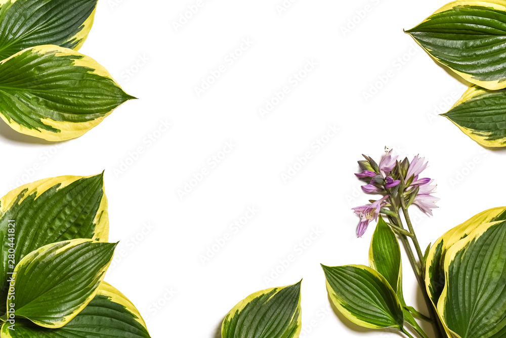 Tropical background. Hosta plantaginea leaves isolated on white